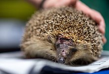 T&ouml;dliche Gefahr f&uuml;r Igel - M&auml;hroboter - Foto: Marius Becker/dpa