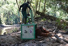 Auswilderung - Foto: -/BOS Foundation /dpa