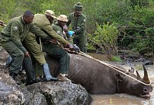 Nashörner - Brian Inganga/AP/dpa