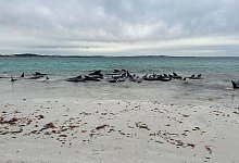 Grindwale in Westaustralien - Allan Marsh/Cheynes Beach Caravan Park/AAP/dpa