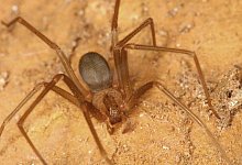 Braune Violinspinne - Peter J&auml;ger/Senckenberg Gesellschaft f&uuml;r Naturforschung/dpa