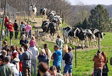Weideaustrieb in Nordrhein-Westfalen - Christoph Reichwein/dpa