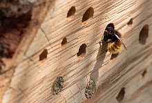 insect-hotel-5082420 - Symbolbild: Pixabay