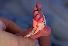 Fr&uuml;hchen werden ins Leben begleitet - picture alliance/dpa