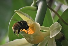 Klimawandel gefährdet die Zukunft der Vanille - Charlotte Watteyn/Eurekalert/dpa