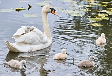 Schwanenk&uuml;ken - Georg Wendt/dpa