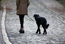 Hundesteuer - Foto: Jens B&uuml;ttner/dpa-Zentralbild