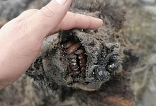 B&auml;renkadaver in Russland entdeckt - Foto: -/Universit&auml;t Jakutsk/dpa