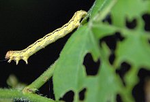 Frostspanner-Raupe - Rolf Haid/dpa/dpa-tmn