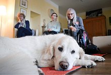 Ausgebildeter Assistenzhund - Foto: VITA e.V. Assistenzhunde/dpa-tmn