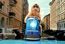 Kinostart - «Akiko - Der fliegende Affe» - Veit Helmer-Filmproduktion/farbfilm verleih/dpa