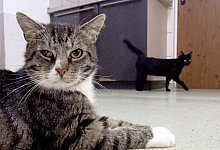 Kater - Foto: Carsten Rehder/dpa