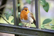 Rotkehlchen - Foto: Hanns-Peter Lochmann