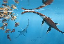 Forscher präsentieren urtümliches Meeresreptil aus der Dino-Zeit - Peter Nickolaus/dpa