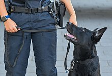 Spürhund im Einsatz nach Explosion von Feuerwerkskörpern - Patrick Pleul/dpa