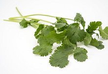 Koriander - Foto: Andrea Warnecke/dpa-tmn
