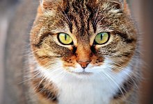 Katze - Symbolbild: Pixabay