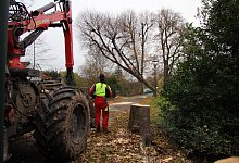 Lindenwall - Katrin Kantelberg