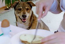Hund am Esstisch - Foto: Markus Scholz