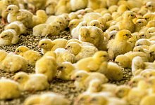 K&uuml;ken - Foto: Jens B&uuml;ttner/zb/dpa