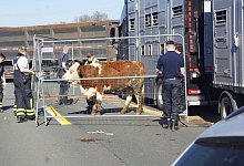 Auffahrunfall mit Tiertransporter - Kuh l&auml;uft auf Autobahn - Michael Naumann/dpa