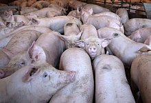 Schweinehaltung - Foto: Sina Schuldt/dpa