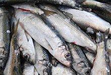 Heringfang in der Ostsee - Foto: Stefan Sauer/dpa