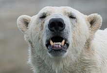 Eisb&auml;r - Foto: Stefan Sauer/dpa/Illustration