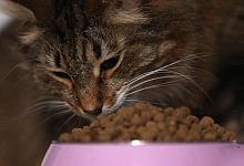 Neue EU-Regeln f&uuml;r Bio-Tierfutter - picture alliance / Ina Fassbender/dpa