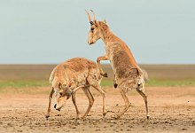 Saiga-Antilopen - Andrey Giljov/BMC Journals Image Competition/dpa