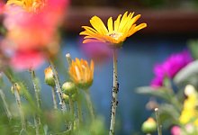 Blattl&auml;use auf Blumen - dpa