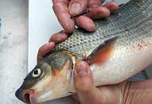 Nase - Foto: Thomas Frey/dpa