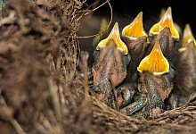 Rotkehlchen-K&uuml;ken - Foto: picture alliance / Silas Stein/dpa