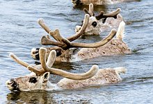 Rentiere in Russland - Foto: Dmitriy Boldyrev/WWF/dpa