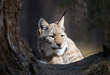 Wildpark Johannism&uuml;hle - Symbolfoto: dpa