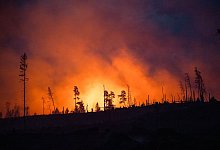 Symbolbild Waldbrand - Daniel Vogl/dpa