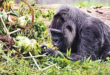 Gorilla Fatou feiert Geburtstag - Paul Zinken/dpa
