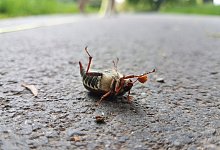 Viele der tr&auml;gen Brummer fallen auf den R&uuml;cken und kommen kaum wieder auf die Beine. - Irja Most