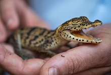 Krokodil ist Zootier des Jahres 2021 - Foto: Monika Skolimowska/dpa-Zentralbild/dpa