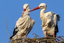 Störche - Holger Schwarz