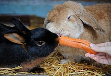 Kohl statt Kr&auml;uter: Gesundes Winterfutter f&uuml;r Kaninchen - Foto: Jennifer Jahns/dpa-tmn