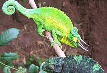 Dreihorncham&auml;leon auf Hawaii - Foto: Martin J. Whiting/EurekAlert/dpa