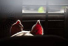 Tiertransport - Friso Gentsch/dpa