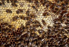 Bienen - Oliver Dietze/dpa