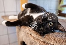 Tierheime auf Hitze vorbereitet - Julian Stratenschulte/dpa