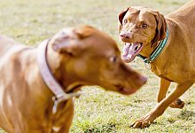 Haftpflicht: Hunde immer f&uuml;r Sch&auml;den in Millionenh&ouml;he absichern - Monique W&uuml;stenhagen/dpa-tmn