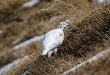 Alpenschneehuhn - Florian Bossert/dpa