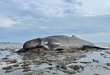 Wal erschossen im Sylter Watt - Lea Albert/dpa