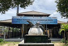 Bali rettet Meeresschildkr&ouml;ten in Not - Carola Frentzen/dpa