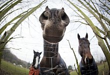 Pferd mal anders - Foto: Frank Rumpenhorst